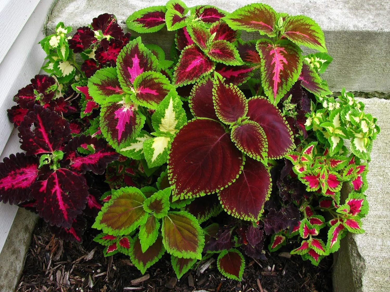 Rainbow Mix Coleus